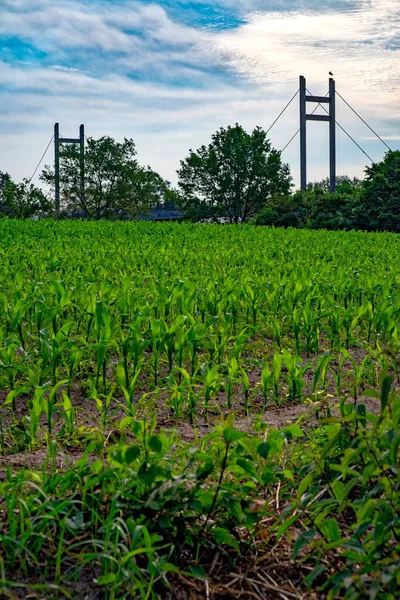 Eine Vertikale Aufnahme Eines Grünen Maisfeldes Mit Einer Brücke Und — Stockfoto