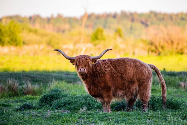 Closeup Shot Highland Cattle Grazing Grass Field — Stock Photo, Image