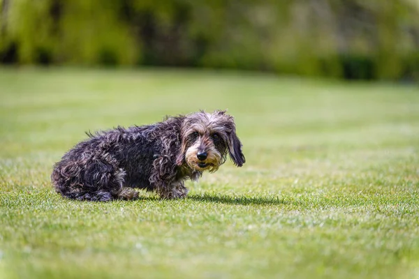 晴れた日に庭に草の上に座っている小さな黒と茶色のポルトガルの羊飼いの犬 — ストック写真