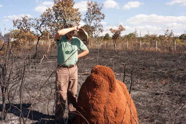 Man Inspecting Termite Mound Piece Land Set Fire Tuxa Indian — Stock Photo, Image