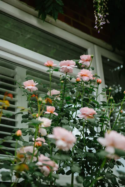 Vertical Selective Focus Shot Light Pink English Roses Windows House — Stock Photo, Image