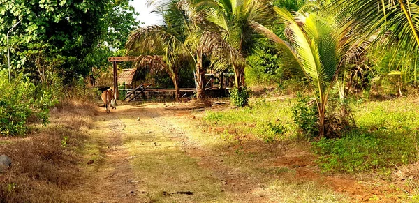 熱帯植物に囲まれた田舎道 — ストック写真
