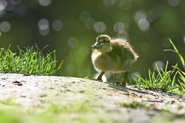 Lindo Patito Esponjoso Posado Suelo Bajo Luz Del Sol —  Fotos de Stock