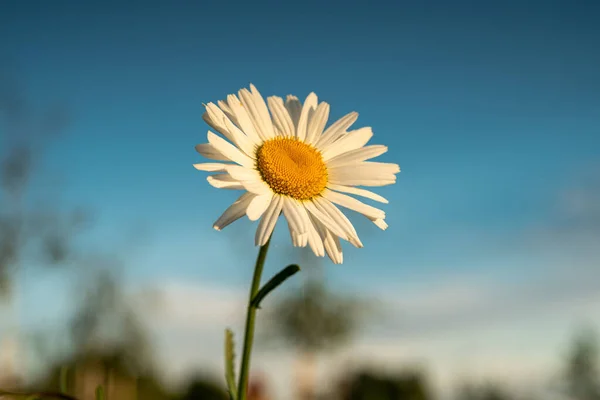 Bulanık Bir Arka Planda Sevimli Bir Papatya Çiçeğinin Yakın Plan — Stok fotoğraf