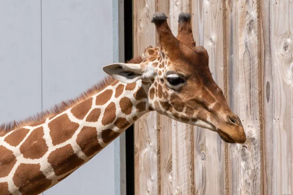 Ett Närbild Porträtt Giraff Med Trägolv Och Metalldörr Bakgrunden — Stockfoto