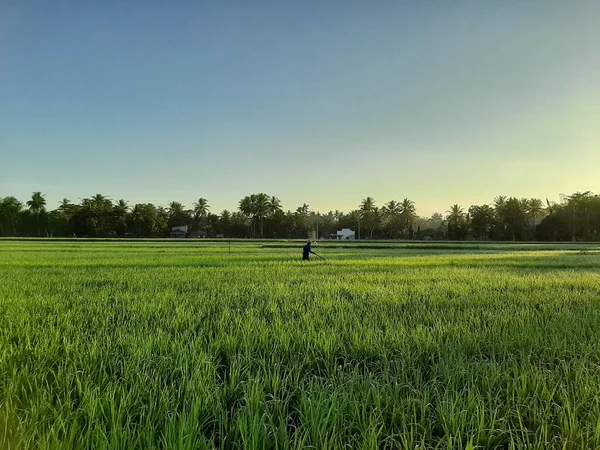 Beautiful View Rice Fields Blue Sky — Stock Photo, Image