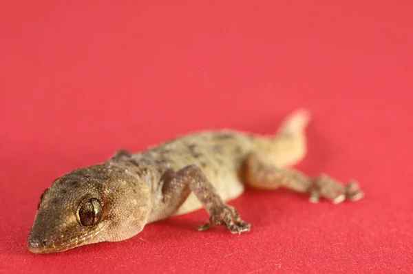 Small Gray Gecko Lizard Colored Background — Stock Photo, Image