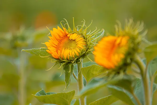 Eine Nahaufnahme Einer Sonnenblume Auf Dem Verschwommenen Hintergrund — Stockfoto