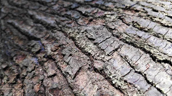 Closeup Shot Cracked Tree Bark Texture — Stock Photo, Image