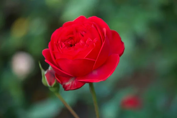 Een Close Shot Van Een Mooie Rode Roos Een Wazige — Stockfoto