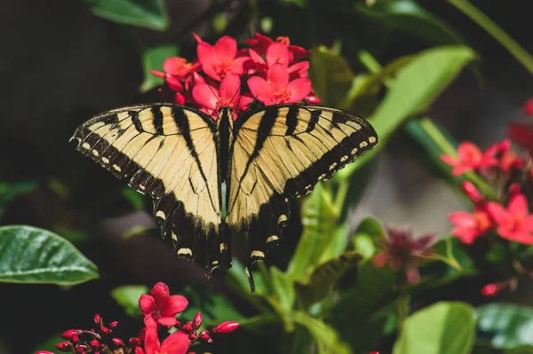 Primer Plano Papilio Glaucus Cola Tigre Oriental Flor — Foto de Stock