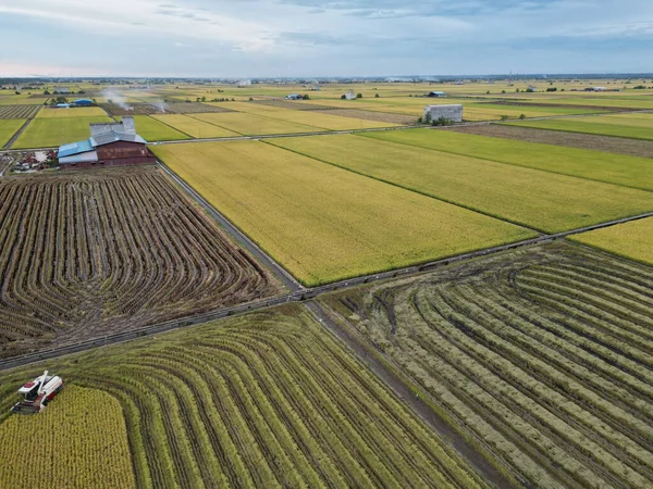 Letecký Pohled Traktor Sklízející Plodiny Velkých Zemědělských Polích — Stock fotografie