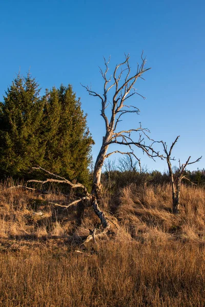Μια Κάθετη Λήψη Σπασμένων Και Κατεστραμμένων Ξύλινων Δέντρων Μια Αγροτική — Φωτογραφία Αρχείου