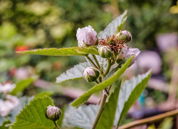 Een Selectieve Focus Shot Van Bloeiende Roze Bloemen — Stockfoto