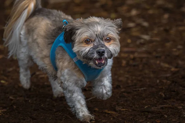 Pequeño Perro Gris Con Unos Ojos Impresionantes Con Arnés Azul —  Fotos de Stock