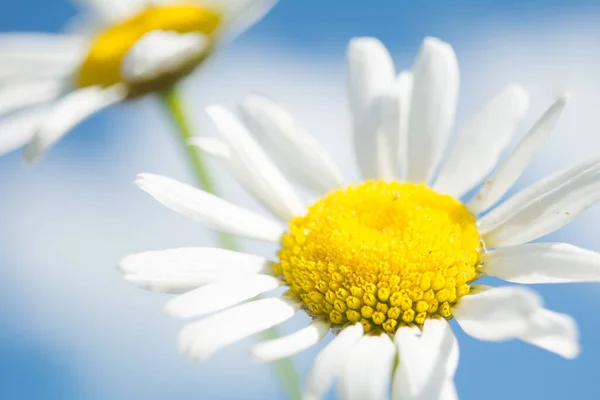 Closeup Matricaria Chamomilla Chamomile Blurry Background Selected Focus — Stock Photo, Image