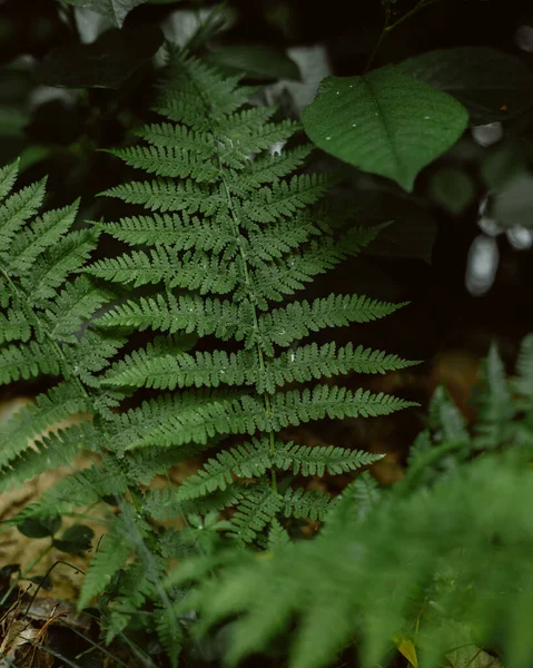 緑のシダの葉のフルフレームショット — ストック写真