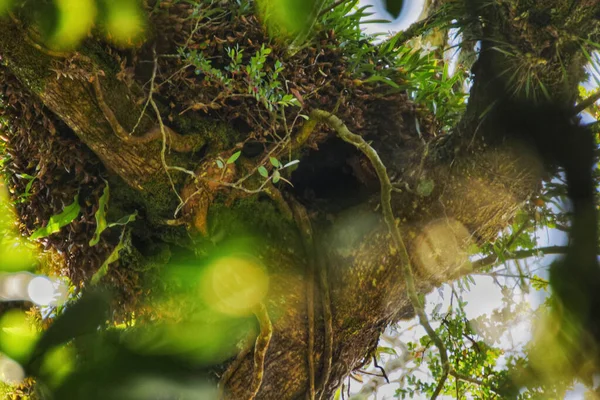 Een Close Van Een Boomstam Met Kleine Twijgjes Groene Bladeren — Stockfoto