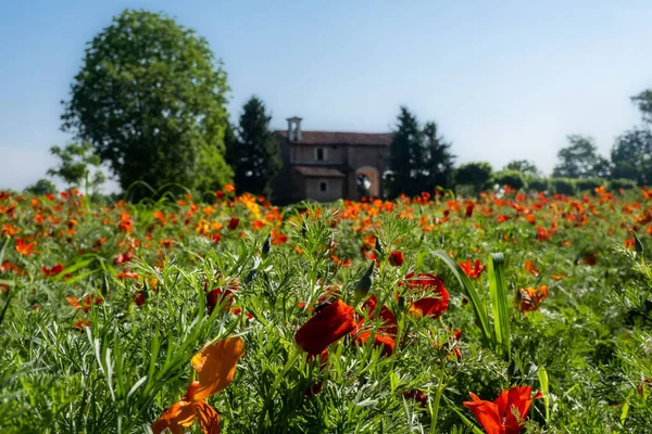 Een Schilderachtig Uitzicht Rode Eschscholtzia Bloemen Groeien Een Groen Veld — Stockfoto