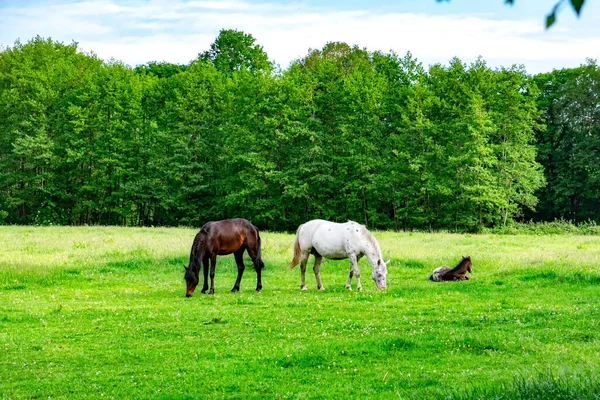 Una Hermosa Vista Caballos Pastando Campo Verde —  Fotos de Stock