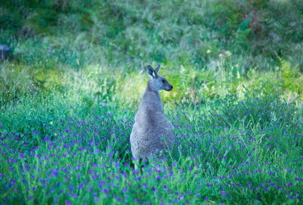 Wallaby Senta Entre Flores Roxas — Fotografia de Stock