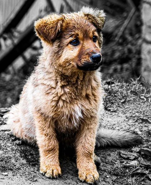 Een Verticaal Shot Van Een Schattige Pluizige Bruine Pup Een — Stockfoto