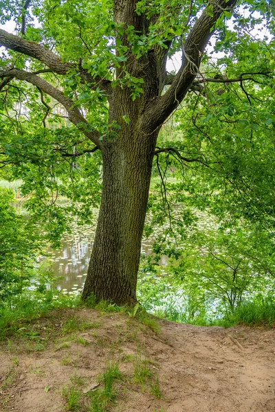 Disparo Vertical Hermoso Árbol Staw Mlynski Pequeño Estanque Fondo Poznan —  Fotos de Stock