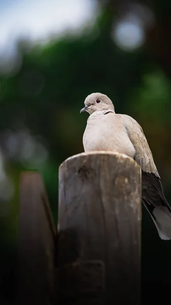 A vertical shot of a white dove perched on a wooden surface in a blurred background