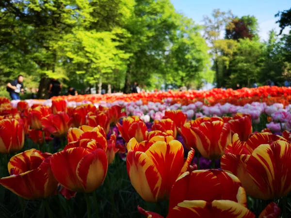 Gros Plan Tulipes Colorées Poussant Dans Parc Par Une Journée — Photo