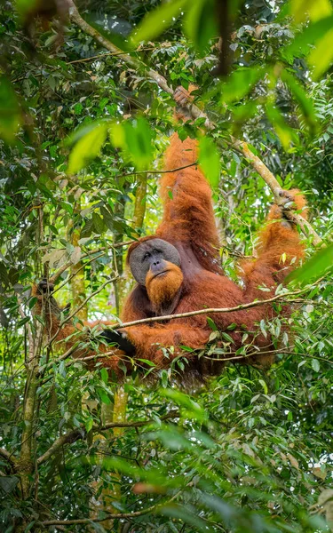 Egy Szumátrai Orángután Pongo Abelii Függőleges Képe Amint Egy Ágba — Stock Fotó