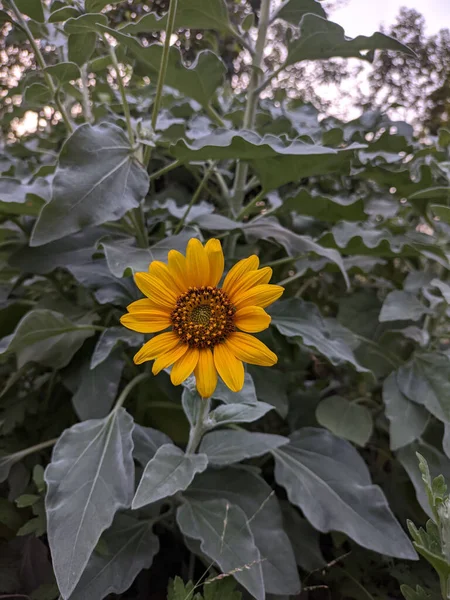 Eine Vertikale Nahaufnahme Einer Sonnenblume Während Des Sonnenuntergangs — Stockfoto