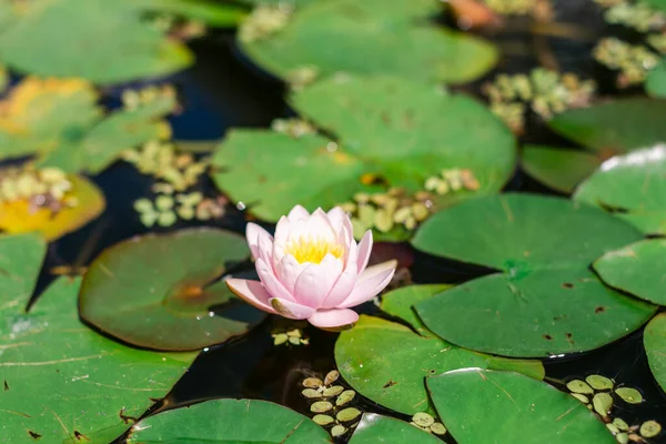 Beautiful Shot Small Pink Water Lily Pond — Stock Photo, Image