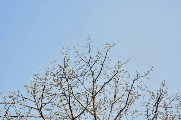 Arbre Sec Contre Ciel Bleu Branches Silhouette Saison Sèche — Photo