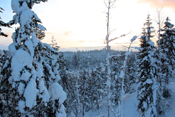 Gündüz Vakti Laponya Karla Kaplı Bir Ormanın Büyüleyici Bir Görüntüsü — Stok fotoğraf