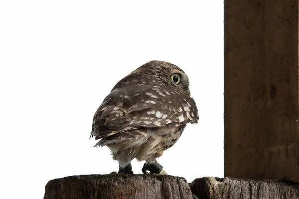 Side View Little Owl Athene Noctua Perched Barn Post Looking — Stock Photo, Image
