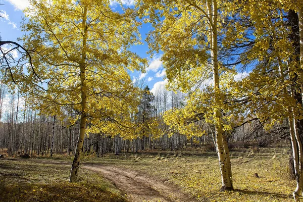 Sarı Bir Kavak Ormanında Toprak Bir Patika — Stok fotoğraf