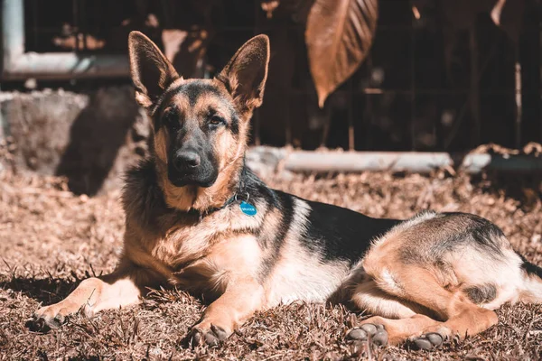 Closeup Resting German Shepherd Sunlight — Stock Photo, Image