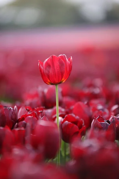 Plano Vertical Tulipanes Rojos Floreciendo Campo Primavera — Foto de Stock