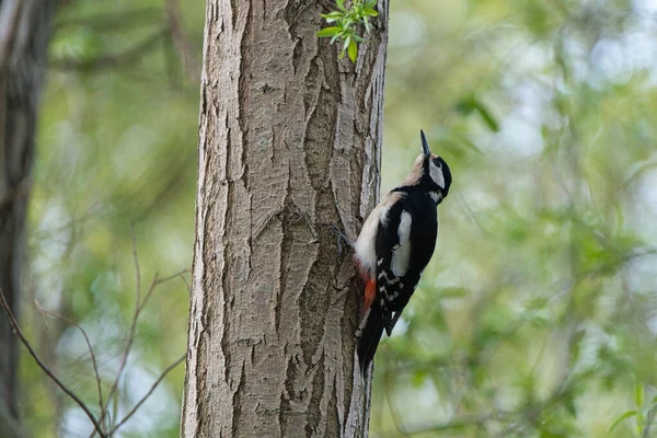 Beautiful Shot Great Spotted Woodpecker — Stock Photo, Image