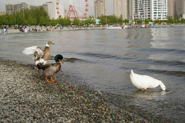 Beautiful Shot Different Pekin Duck Duclair Duck Pebbles Drinking Water — Stock Photo, Image