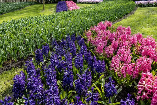 Closeup Blue Pink Hyacinths Keukenhof Botanical Garden Lisse Netherlands — Stock Photo, Image