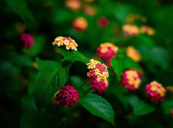 Неглубокий Фокус Красивых Цветов Лантаны Растущих Саду — стоковое фото