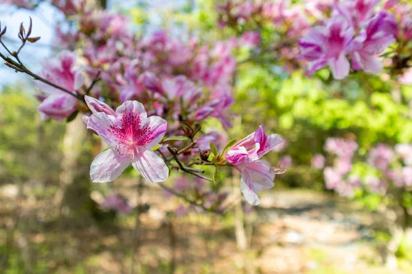 Een Dichtbij Shot Van Rose Dahurian Rododendron Bloemen Een Aftakking — Stockfoto