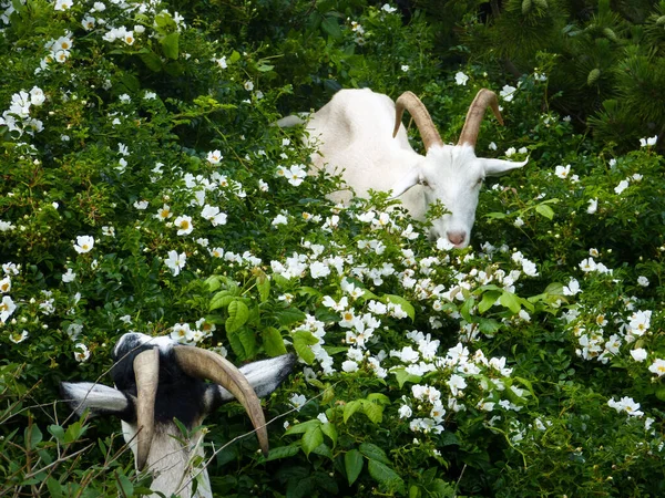 High Angle Shot Wild Horned Goats Rural Field Bushes Rhode — Stock Photo, Image