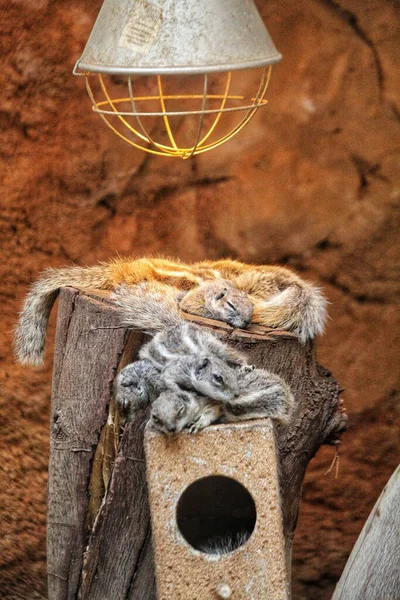 Hayvanat Bahçesindeki Ağaç Kütüğünde Uyuyan Bir Grup Sincabın Dikey Görüntüsü — Stok fotoğraf