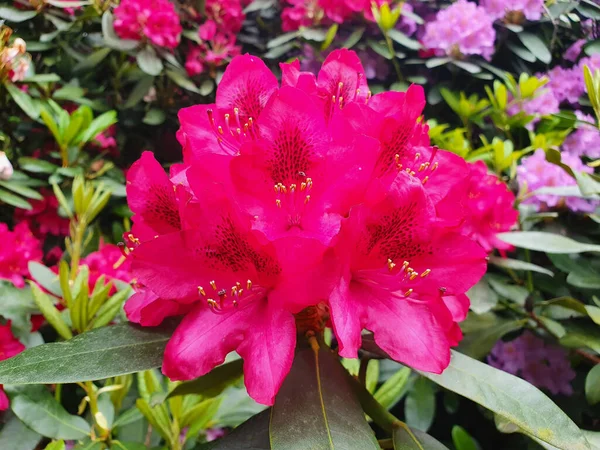 Gros Plan Des Fleurs Roses Rhododendron Poussant Dans Jardin — Photo