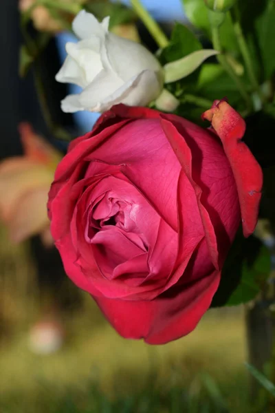 Primer Plano Vertical Una Hermosa Rosa Roja Eden — Foto de Stock