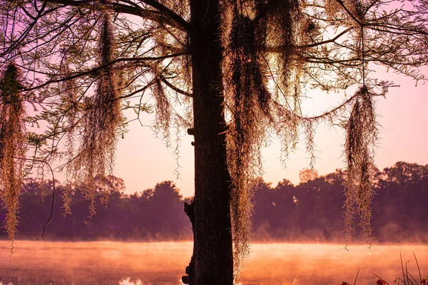 Scenic View Tree Lake Reflecting Pink Sunset Florida — Stock Photo, Image
