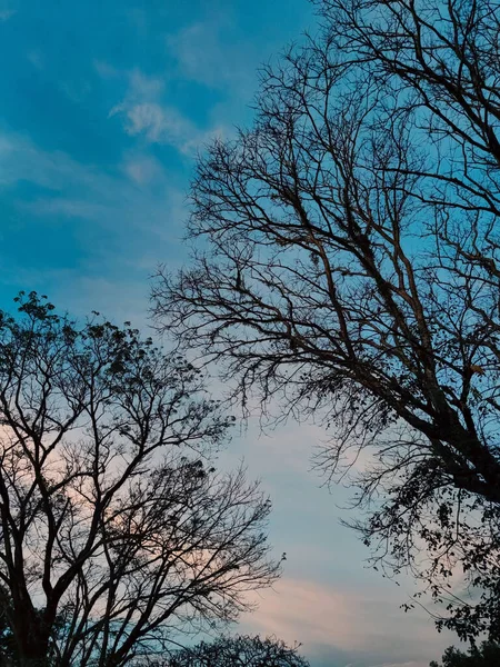 Plan Vertical Branches Arbres Beau Ciel Couchant — Photo