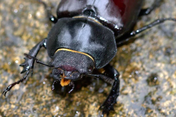 Closeup Shot Black Beetle Blurry Background — Stock Photo, Image